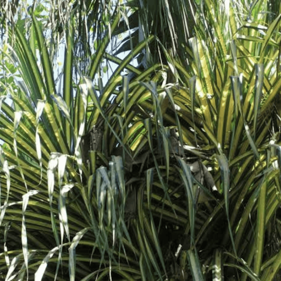 Screw-Pine Variegated (kewda) Medicinal Live Plant