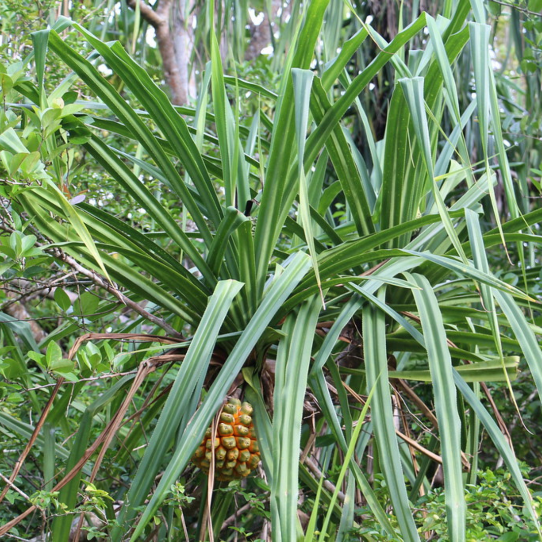 Screw-Pine Variegated (kewda) Medicinal Live Plant