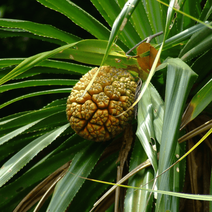 Screw-Pine (kewda) Medicinal Live Plant
