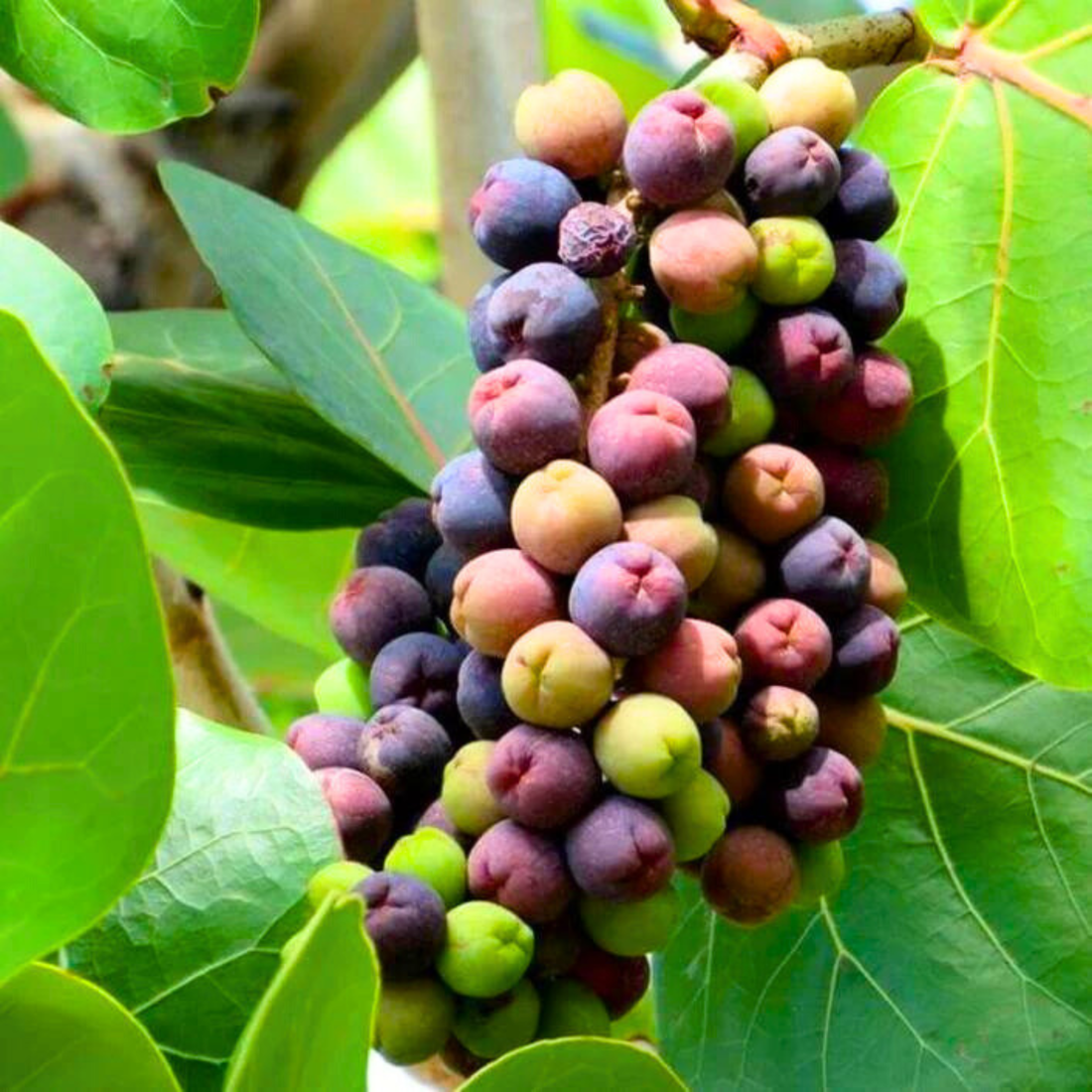 Sea Grape Live Plant (Coccoloba uvifera)