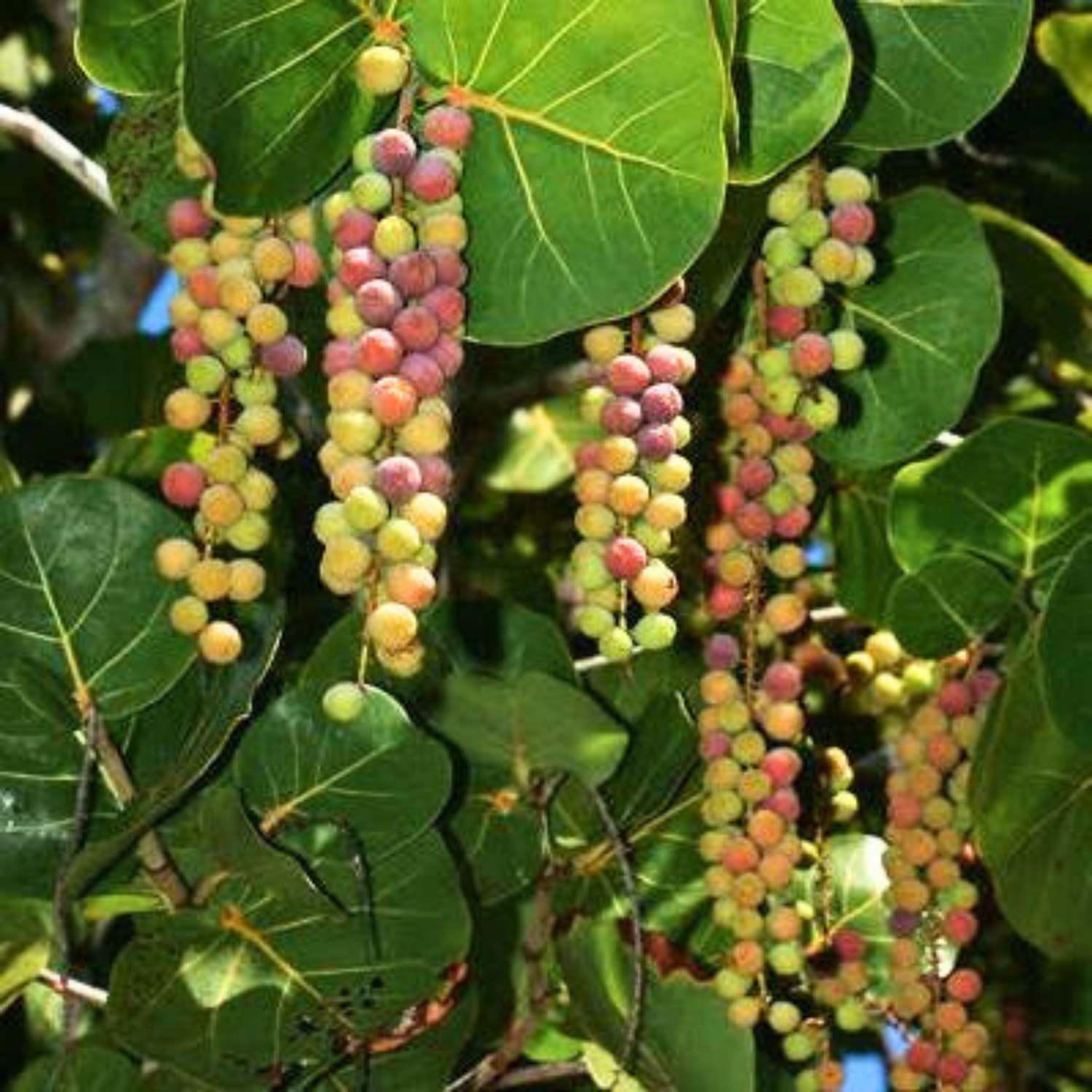 Sea Grape Live Plant (Coccoloba uvifera)