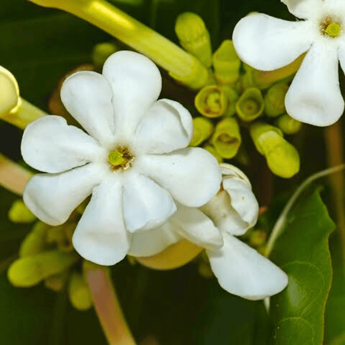 Sea Randa (Guettarda speciosa) Highly Fragrant Flowering Live Plant