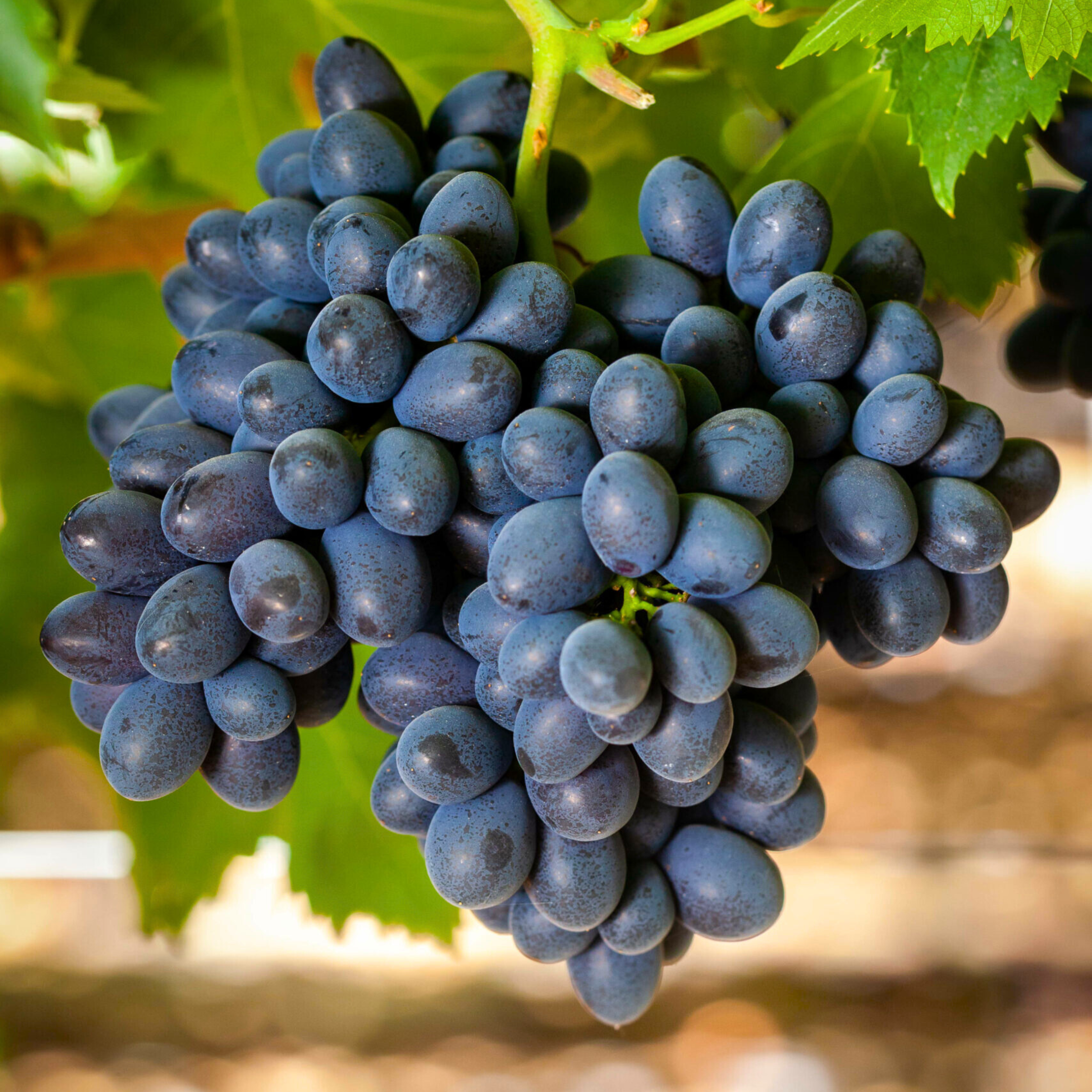 Seedless Grapes Black (Vitis vinifera) Fruit Live Plant