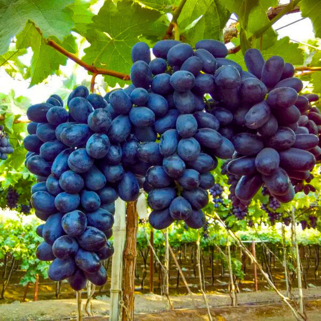 Seedless Grapes Black (Vitis vinifera) Fruit Live Plant