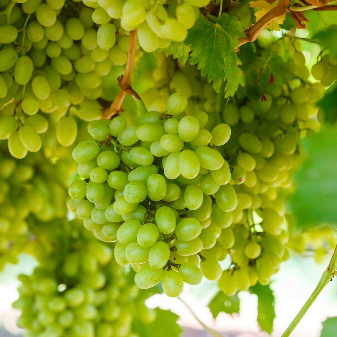 Seedless Grapes Green (Vitis vinifera) Fruit Live Plant