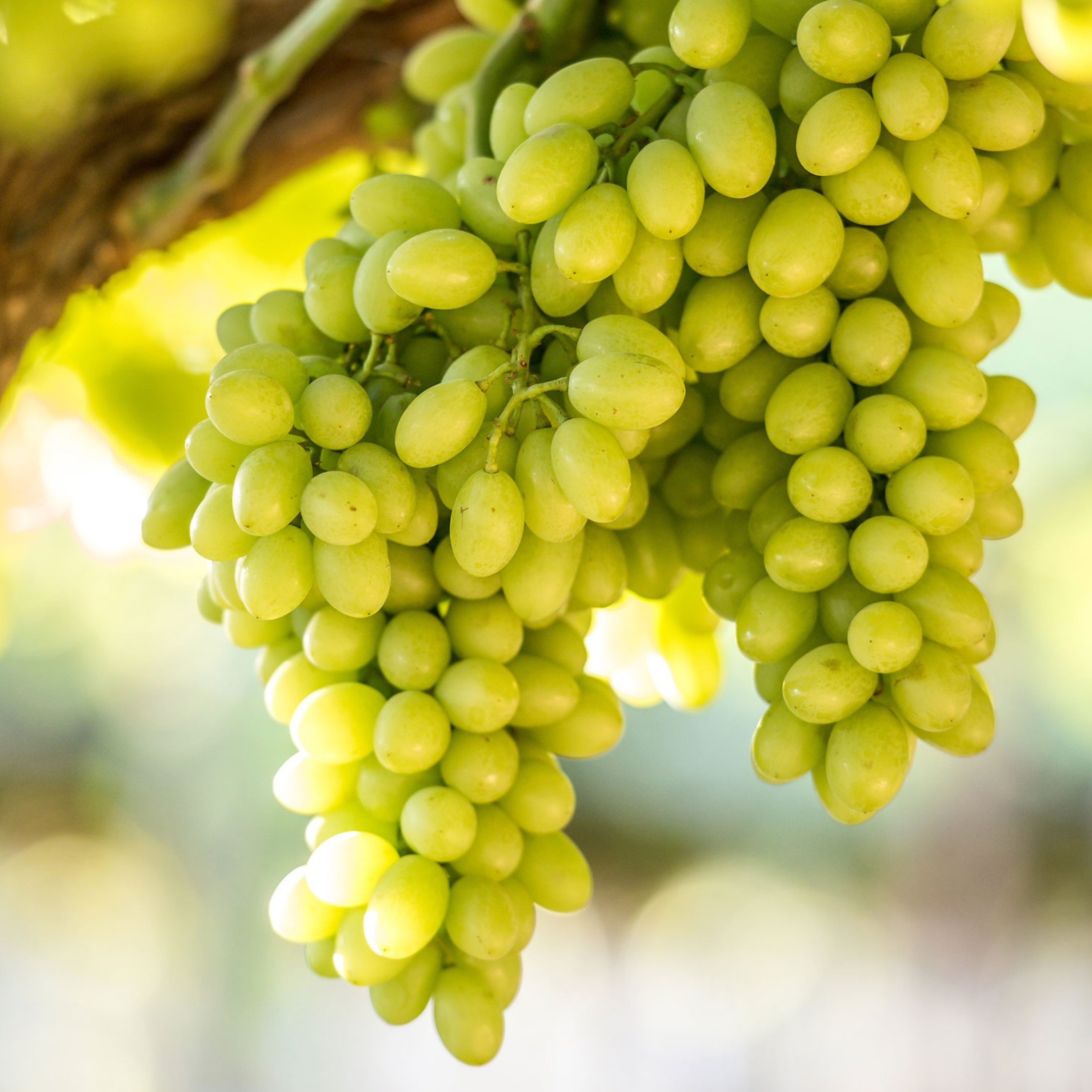 Seedless Grapes Green (Vitis vinifera) Fruit Live Plant