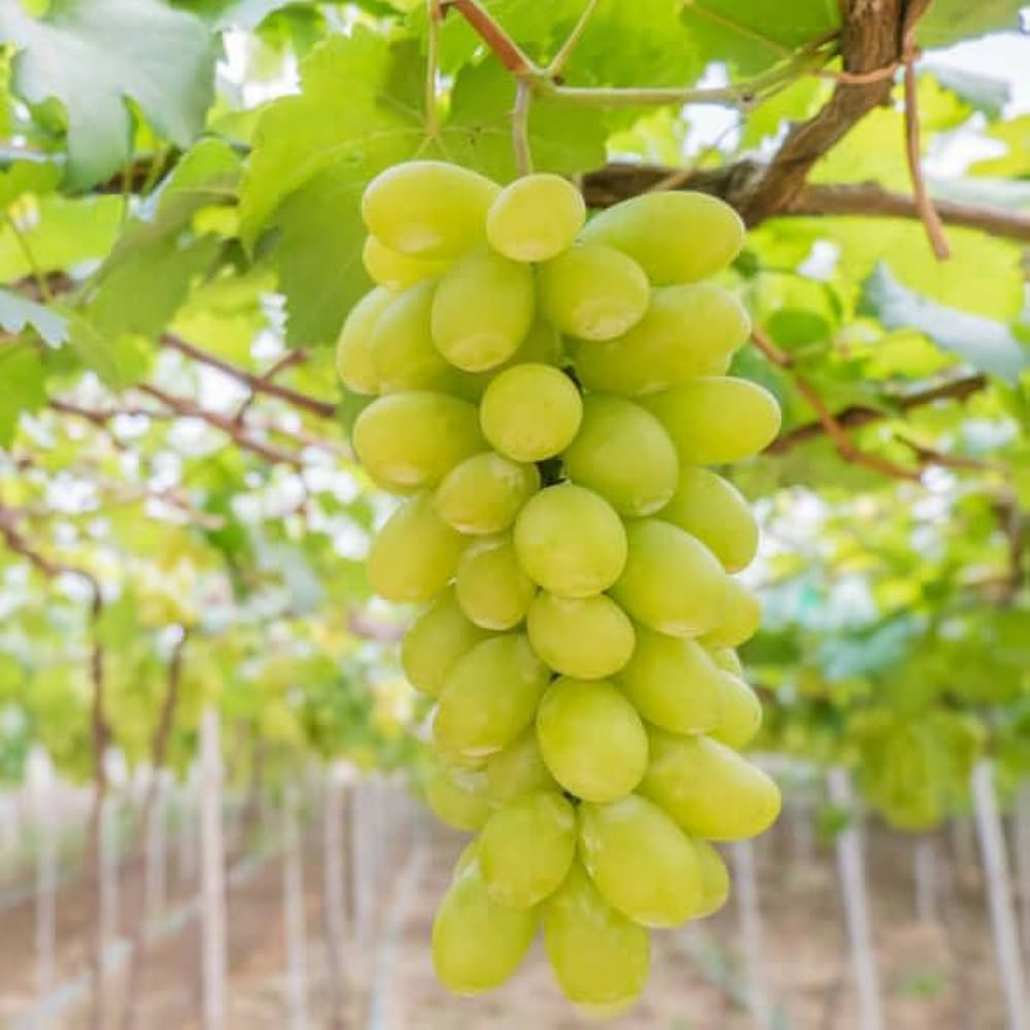 Seedless Grapes Green (Vitis vinifera) Fruit Live Plant