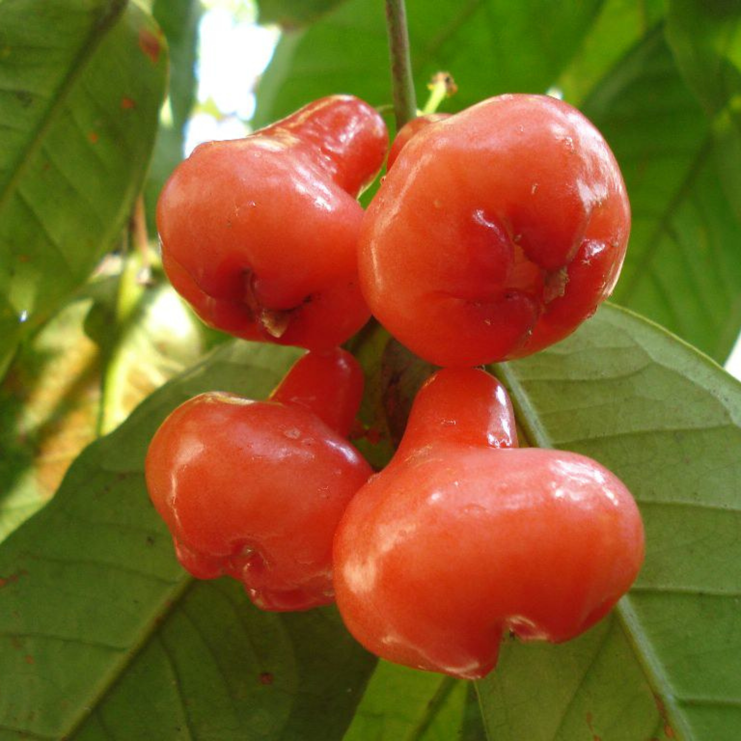 Seedless Red Water Apple (Syzygium aqueum) Fruit Live Plant