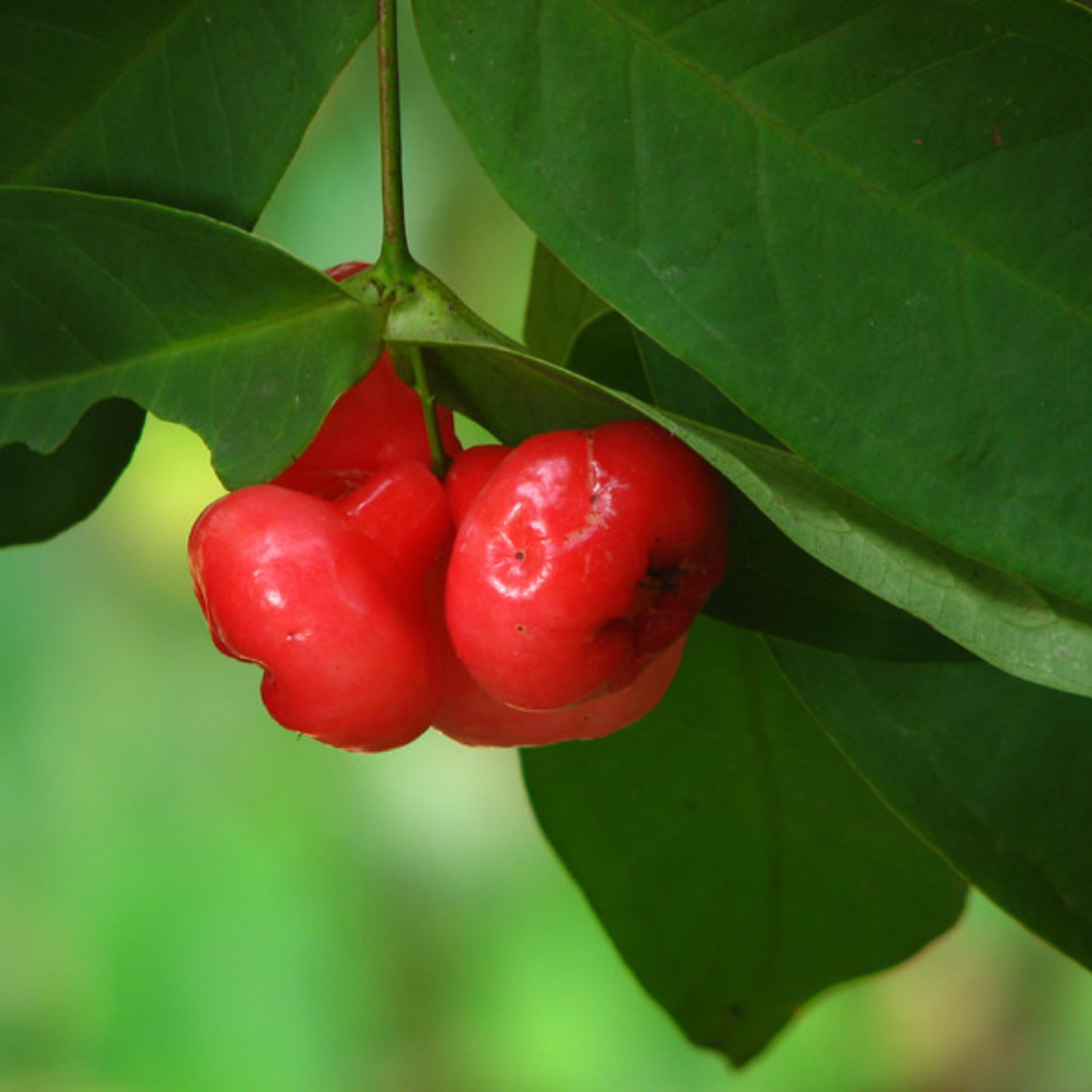 Seedless Red Water Apple (Syzygium aqueum) Fruit Live Plant