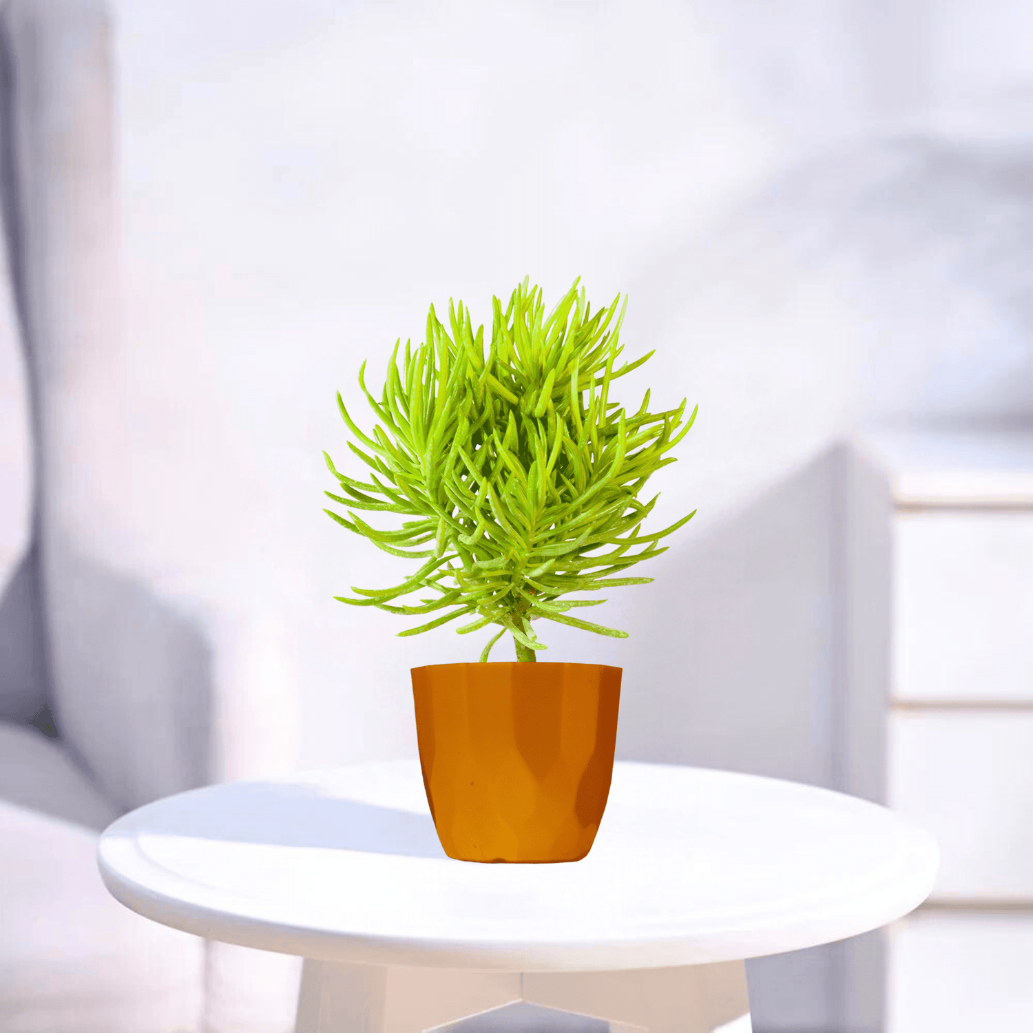 Senecio Barbertonicus | Succulent Plant