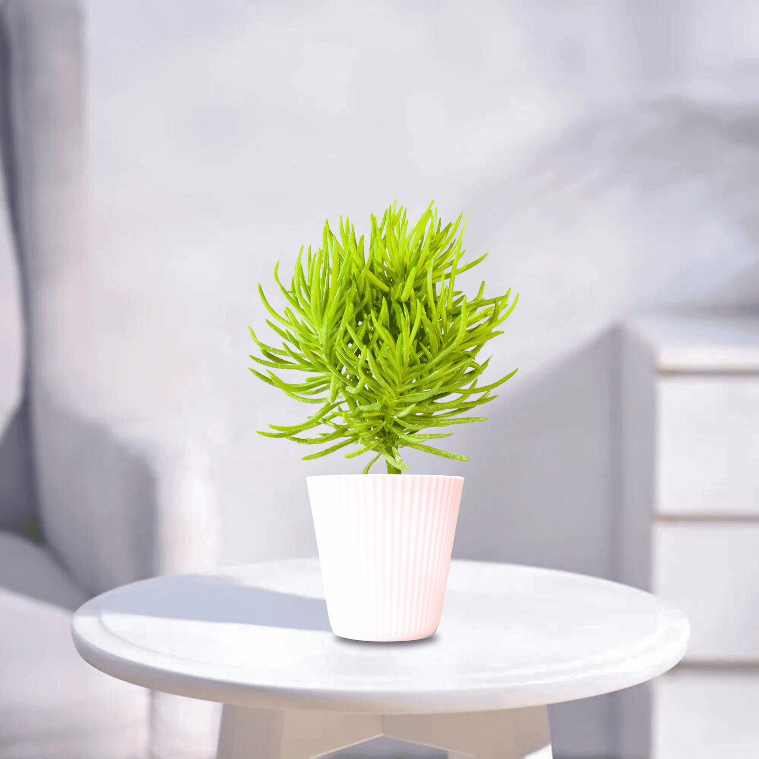 Senecio Barbertonicus | Succulent Plant