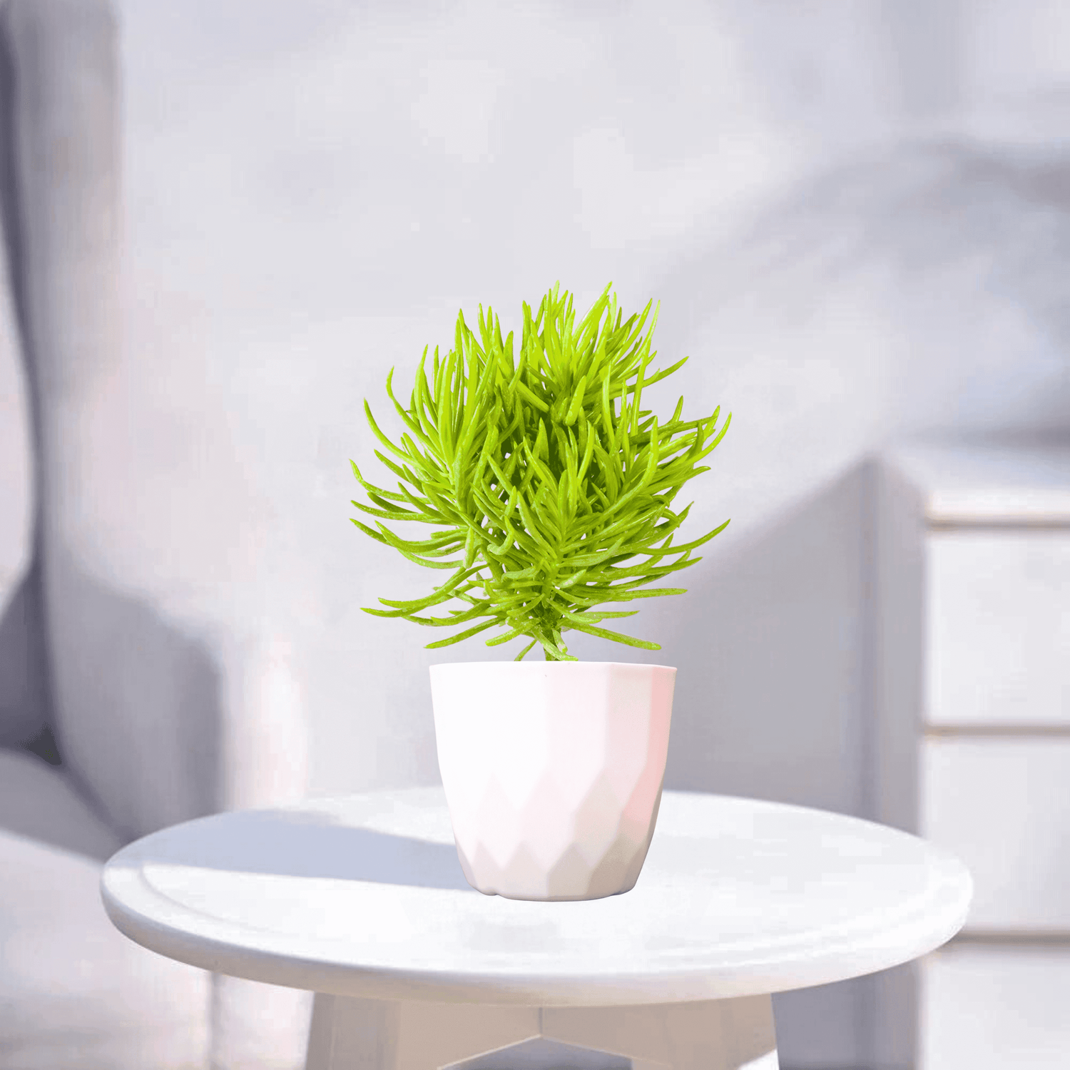 Senecio Barbertonicus | Succulent Plant