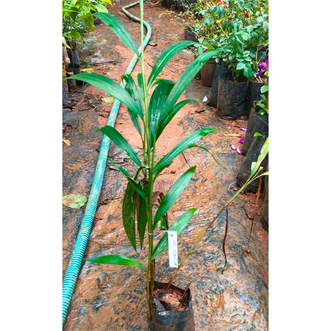 Shell Ginger Flowering Live Plant