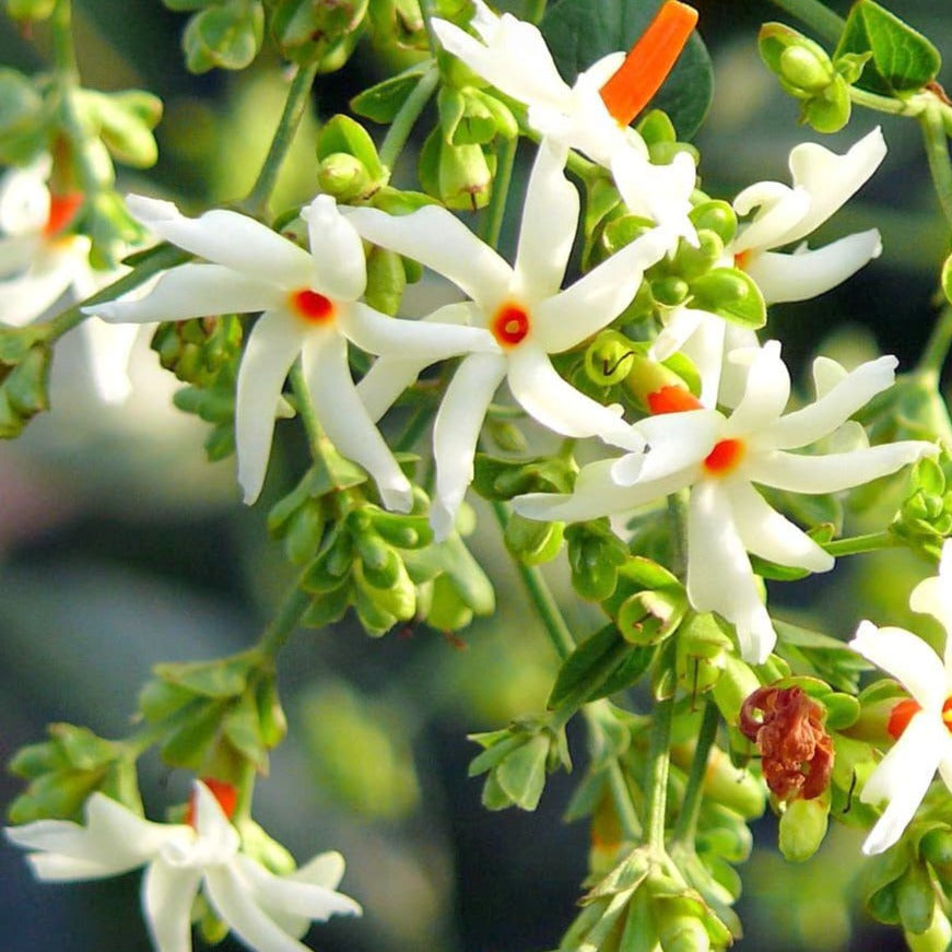 Harsringar (Pavizhamalli) Flowering Live Plant