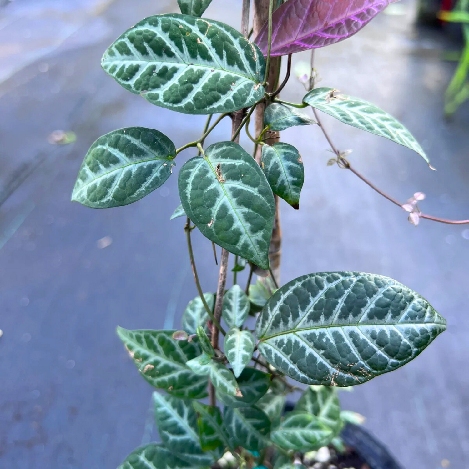 Silver-Leaved Trumpet Vine (Bignonia argyreoviolascens) Indoor / Outdoor Live Plant