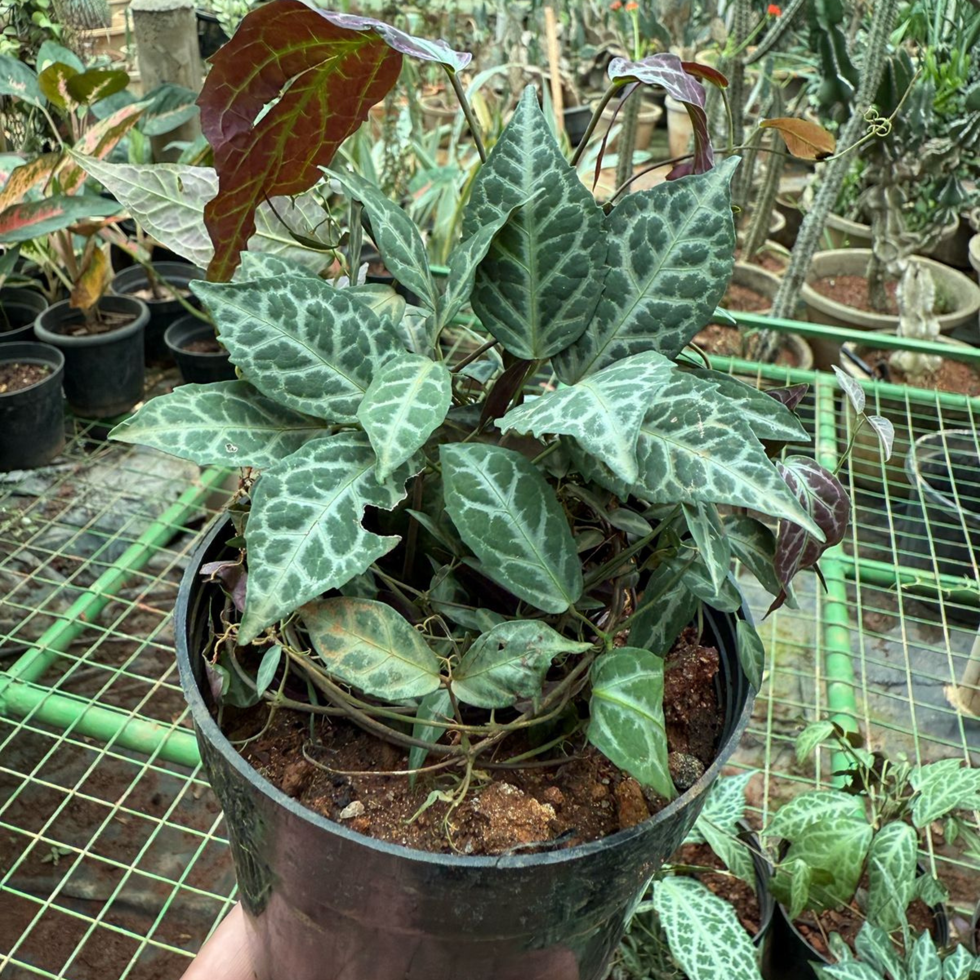 Silver-Leaved Trumpet Vine (Bignonia argyreoviolascens) Indoor / Outdoor Live Plant