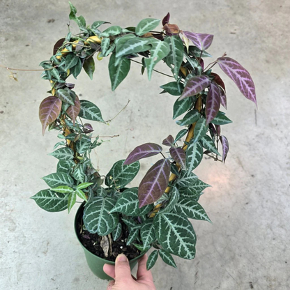 Silver-Leaved Trumpet Vine (Bignonia argyreoviolascens) Indoor / Outdoor Live Plant