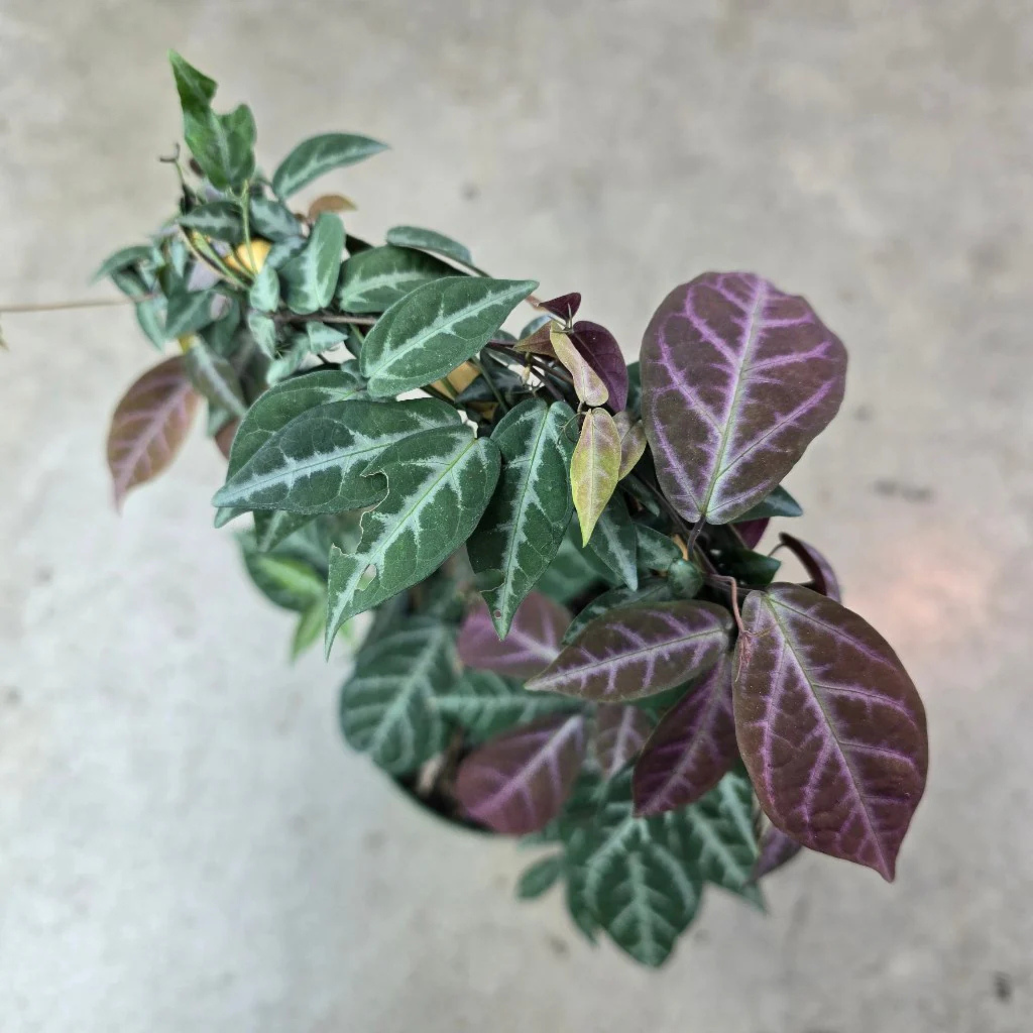 Silver-Leaved Trumpet Vine (Bignonia argyreoviolascens) Indoor / Outdoor Live Plant