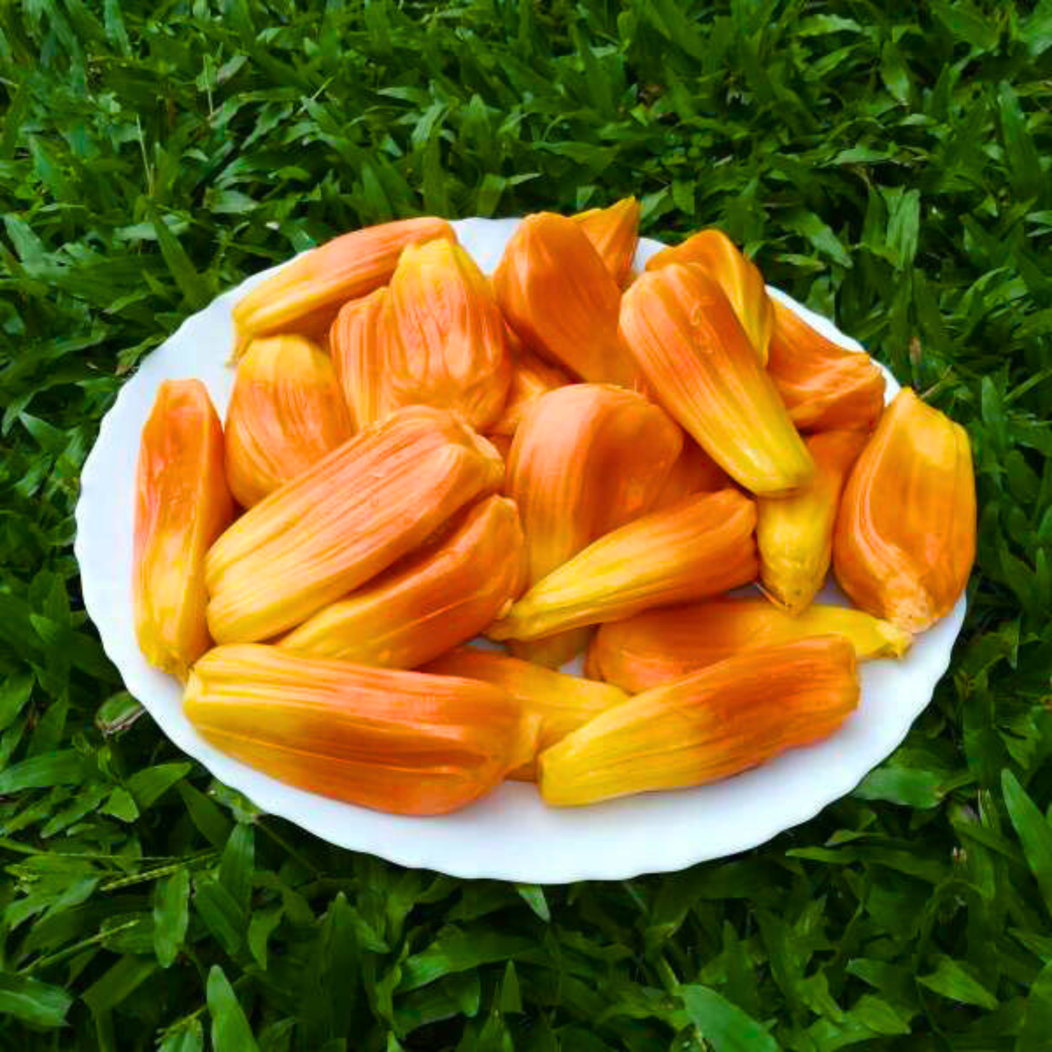 Sindoor Jack (Sindhoora Varikka) Fruit Live Plant