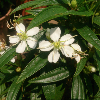 Melestoma White Flowering Live Plant
