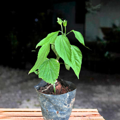 Sleeping Hibiscus Red (Malvaviscus) Flowering Live Plant