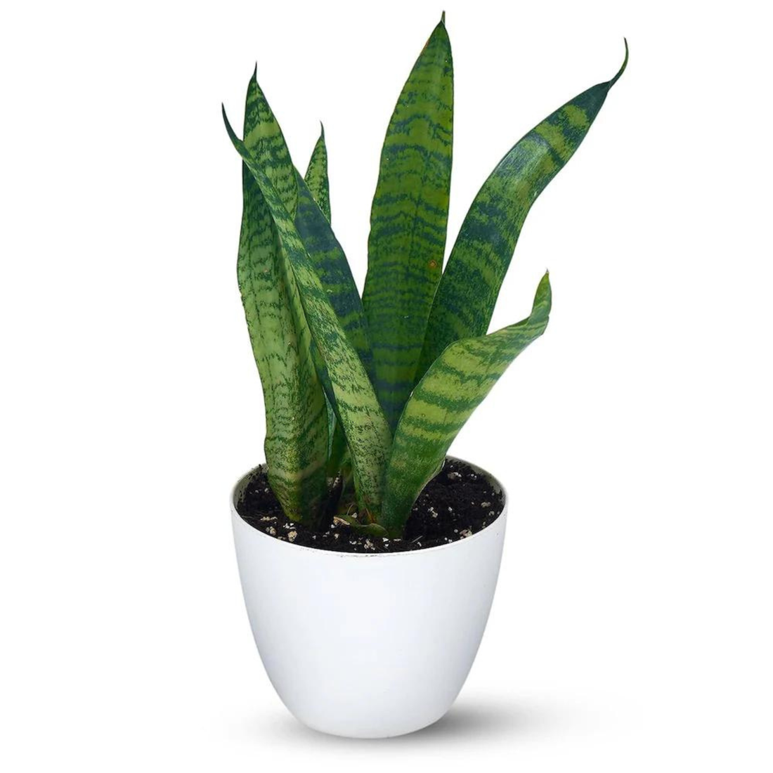 Snake Plant (Sansevieria trifasciata) Indoor Live Plant