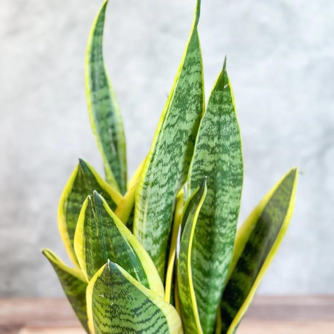 Snake Plant variegated Indoor Live Plant