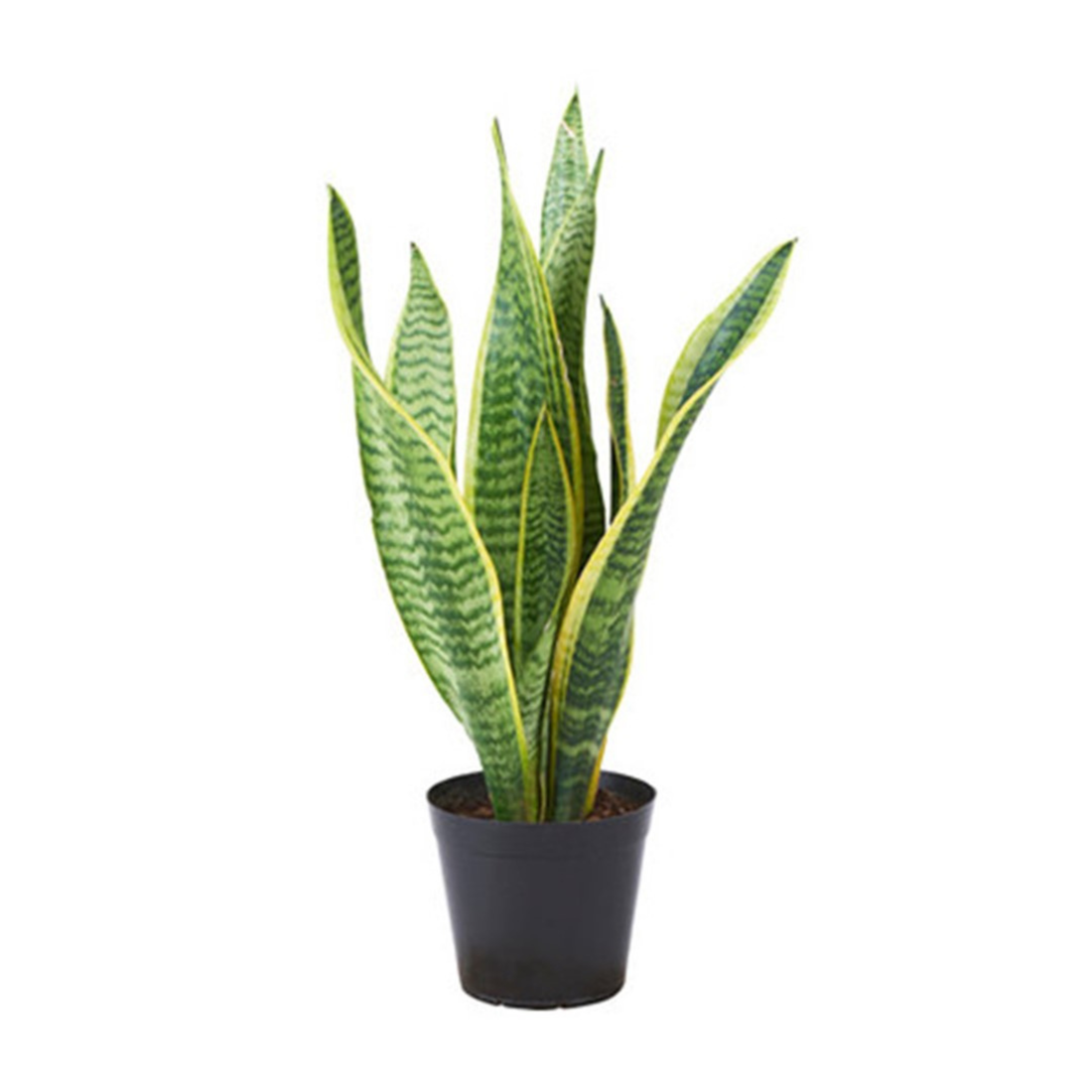 Snake Plant variegated Indoor Live Plant