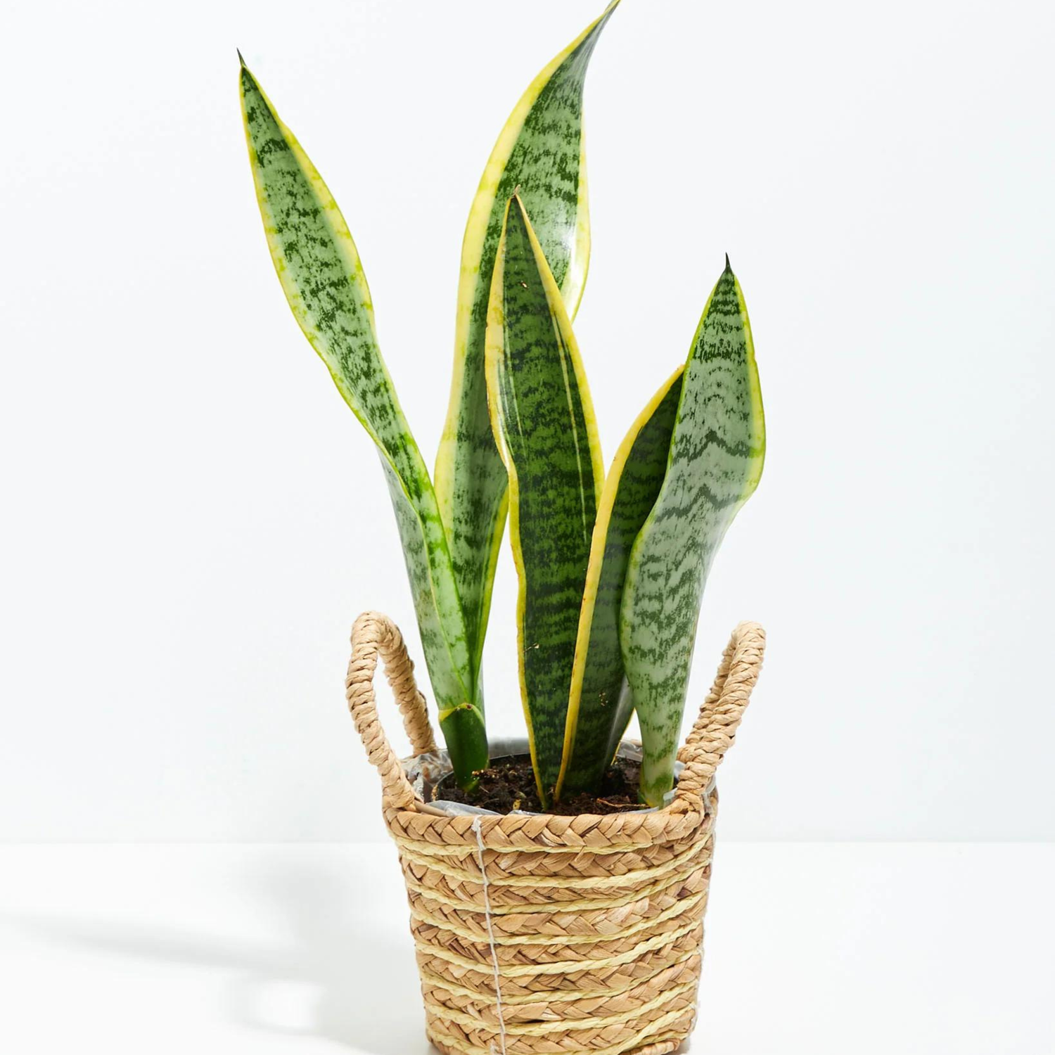 Snake Plant variegated Indoor Live Plant