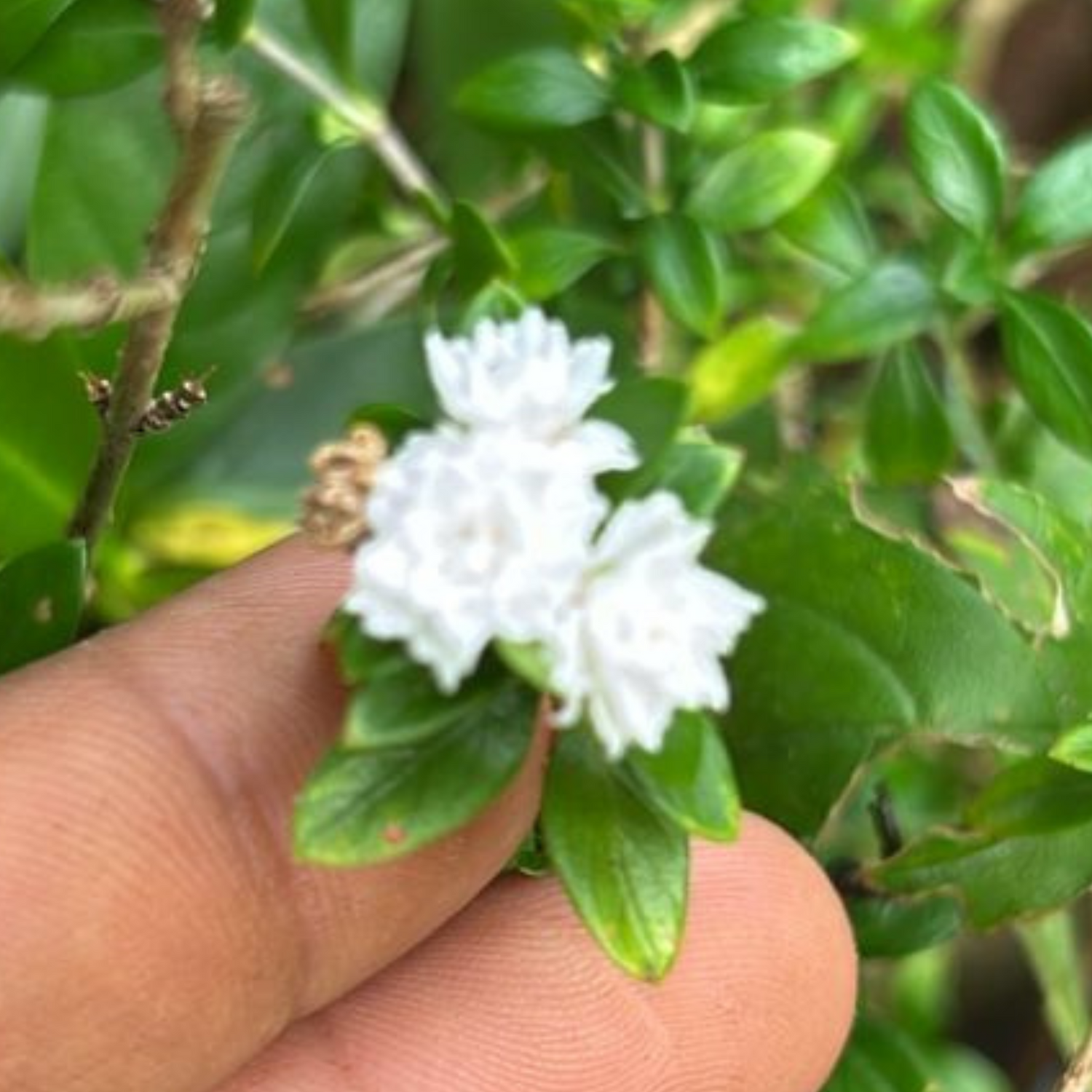 Snow Rose Multi Petal (Serissa japonica) Live Plant