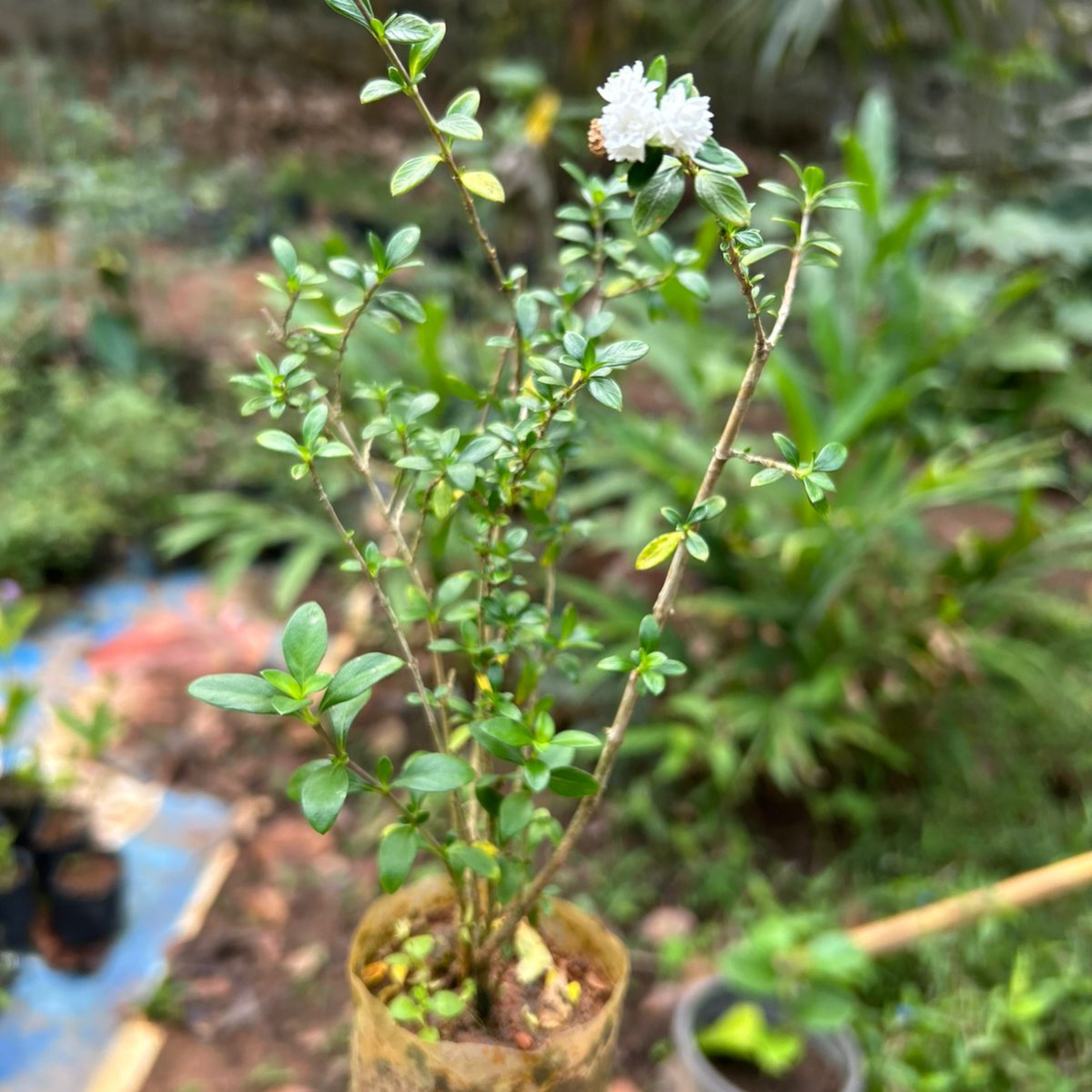 Snow Rose Multi Petal (Serissa japonica) Live Plant