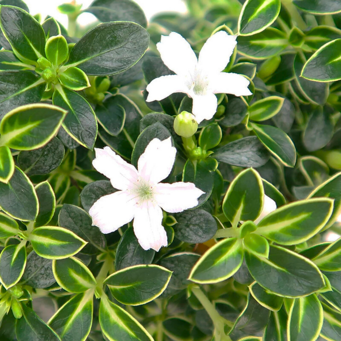 Snow Rose Variegated (Serissa japonica) Live Plant