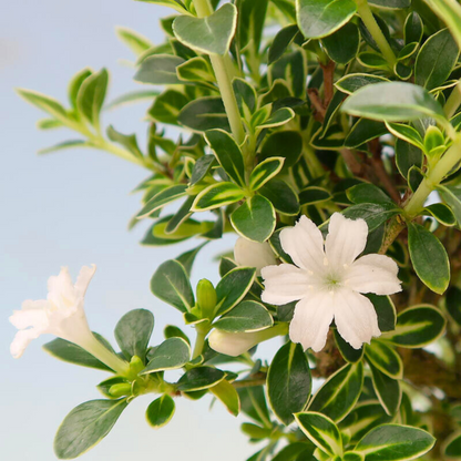 Snow Rose Variegated (Serissa japonica) Live Plant