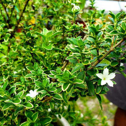 Snow Rose Variegated (Serissa japonica) Live Plant