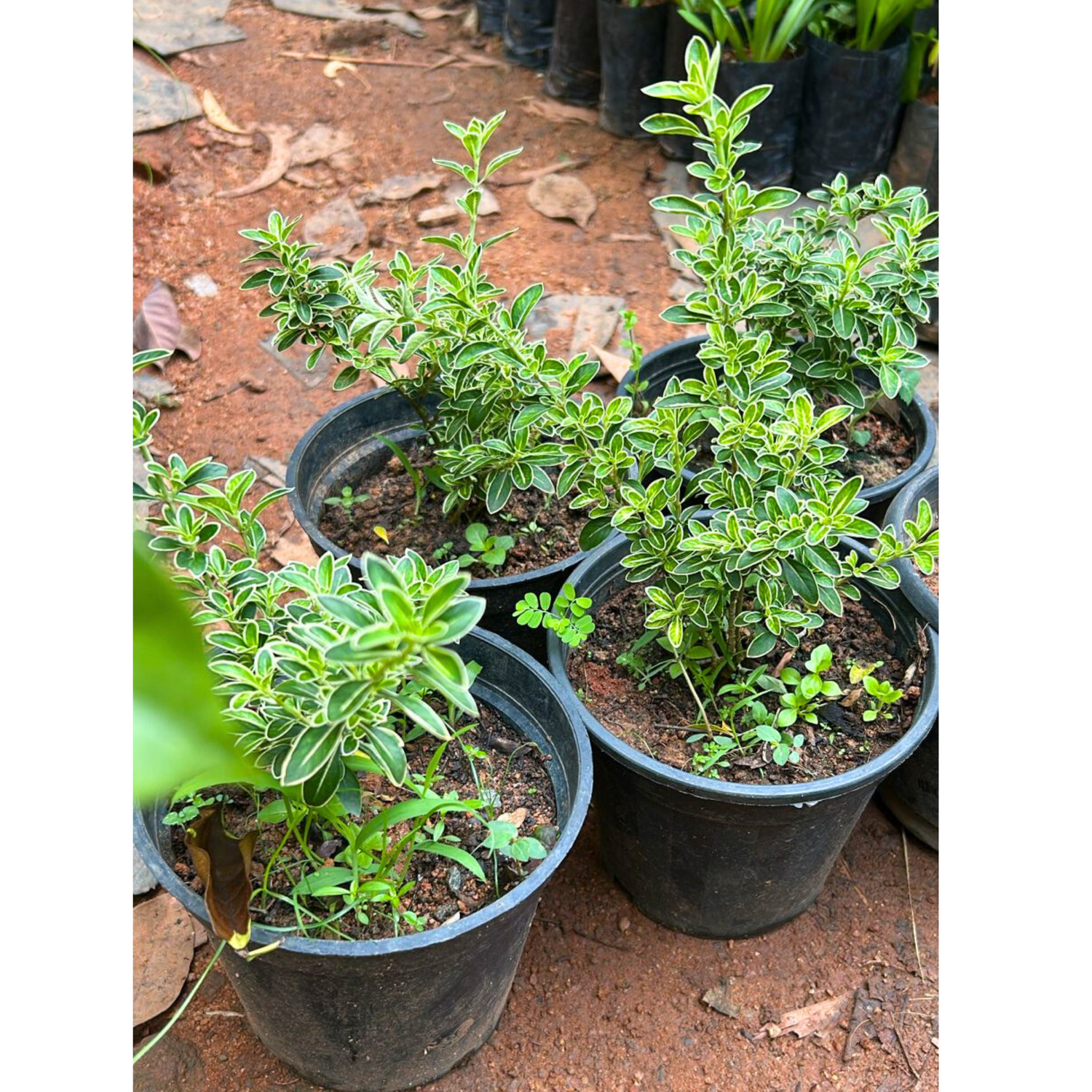 Snow Rose Variegated (Serissa japonica) Live Plant
