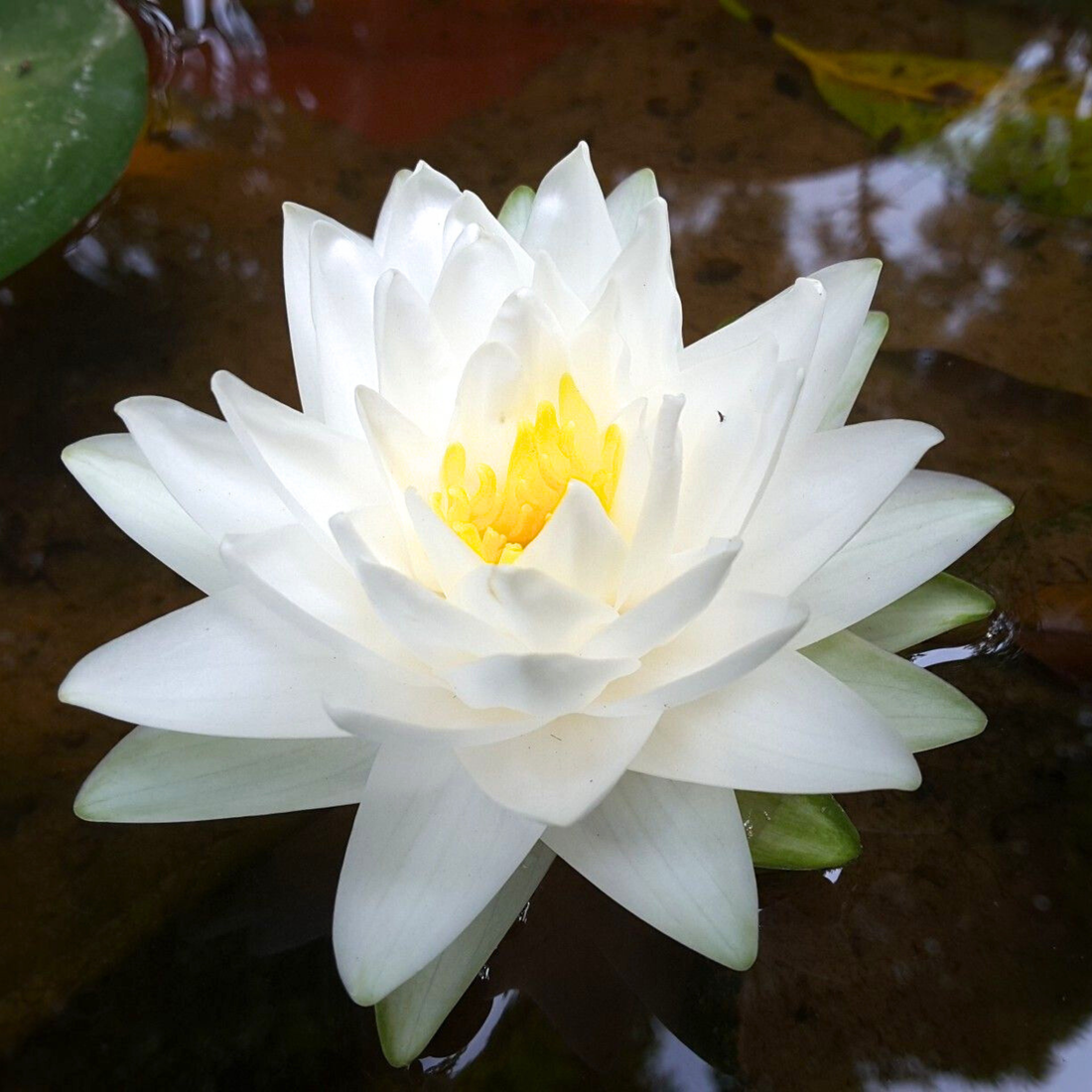 Snowball Water Lily