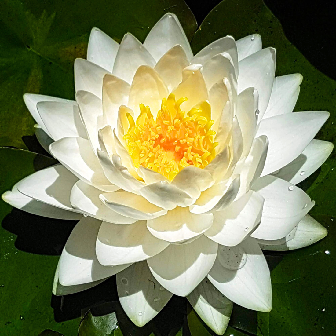 Snowball Water Lily