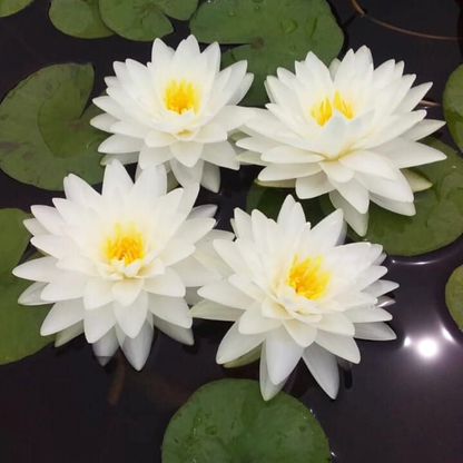 Snowball Water Lily