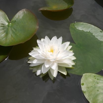 Snowball Water Lily