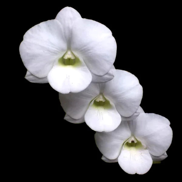 Dendrobium White Giant (Extra Big Size Seedling)