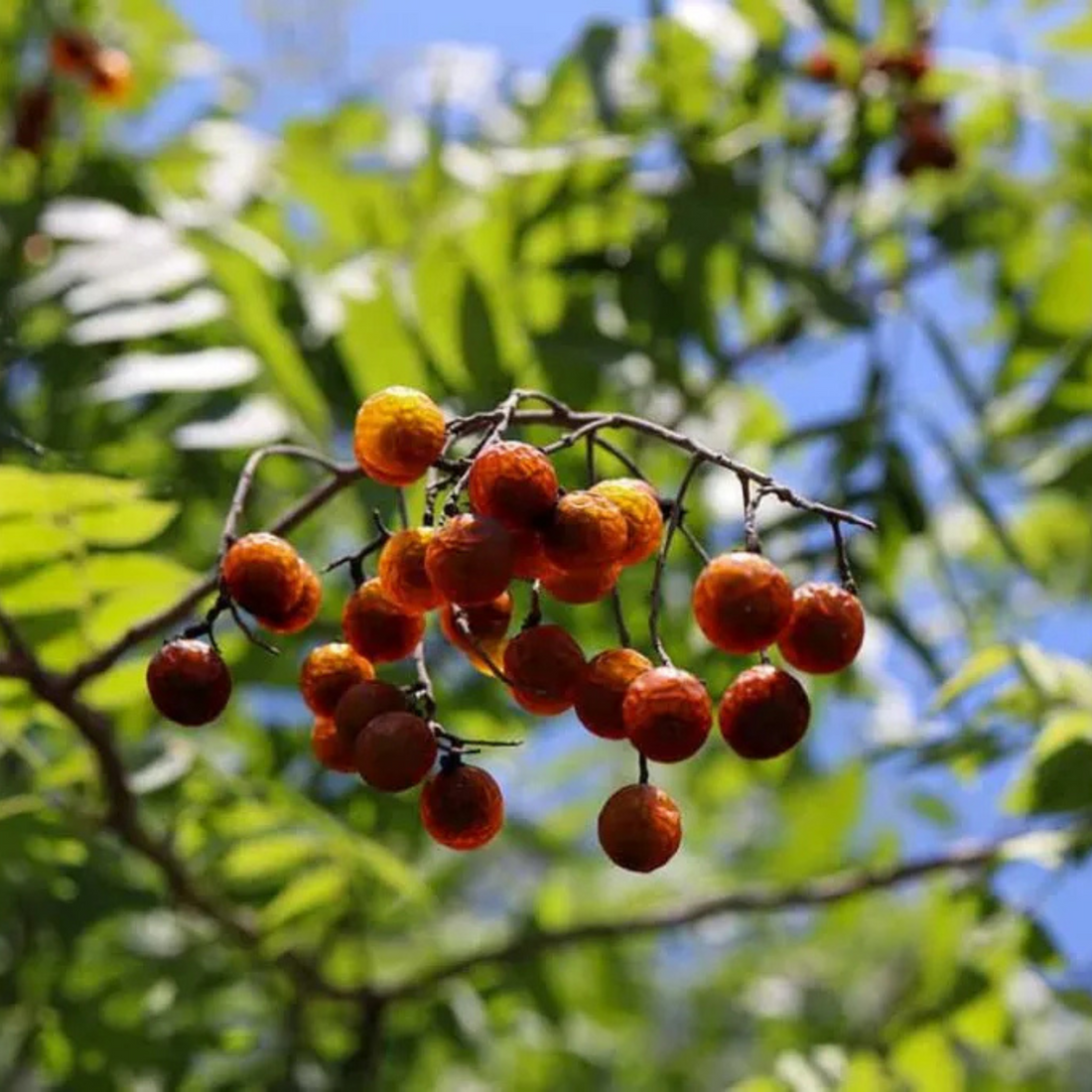 Soapnut Tree (Sapindus mukorossi) Live Plant