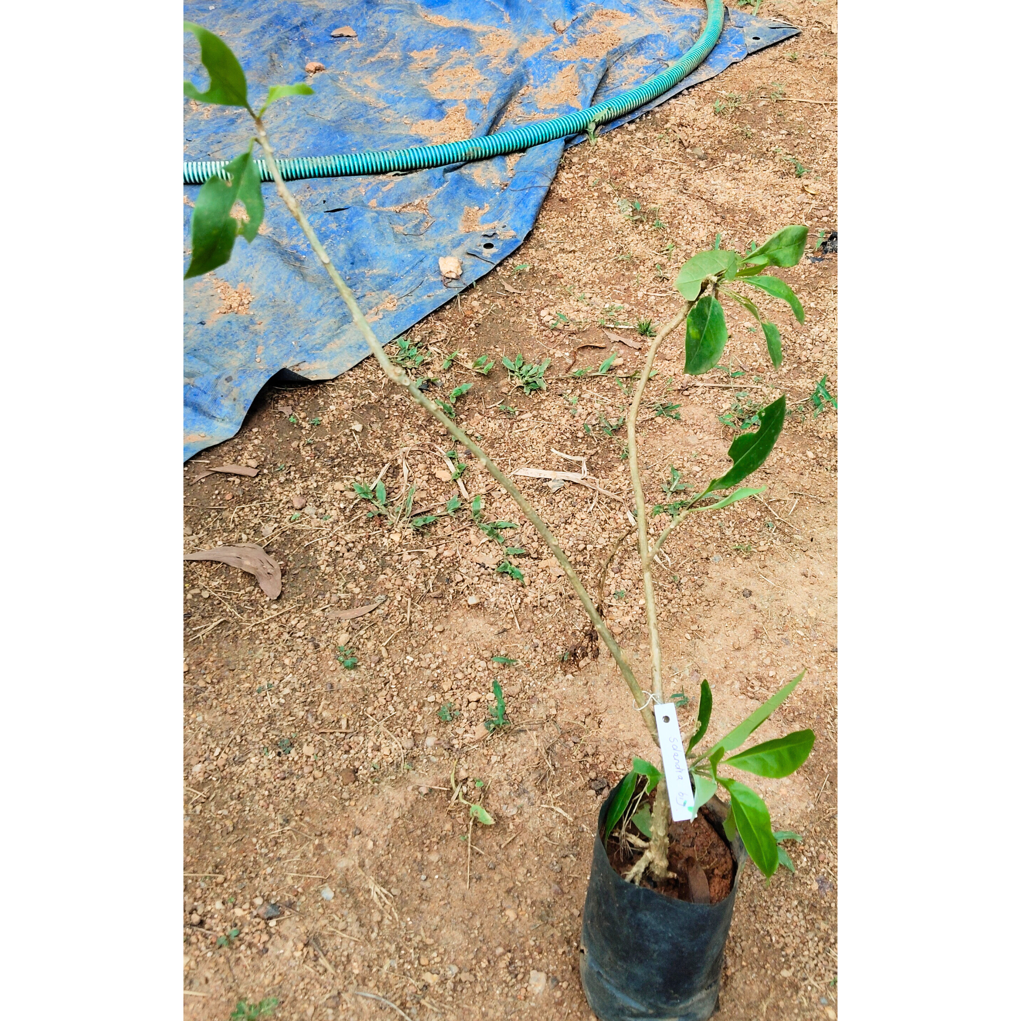 Solandra Flowering Live Plant