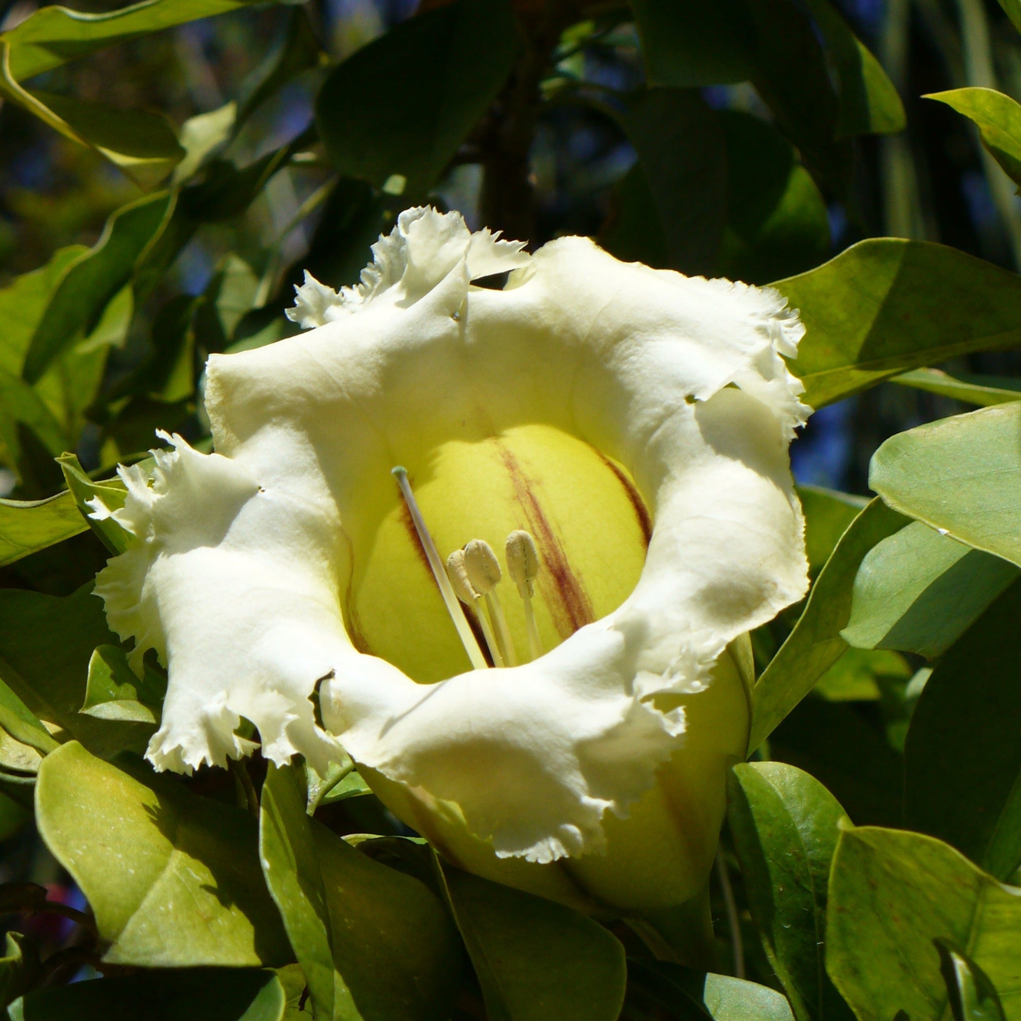 Solandra Flowering Live Plant