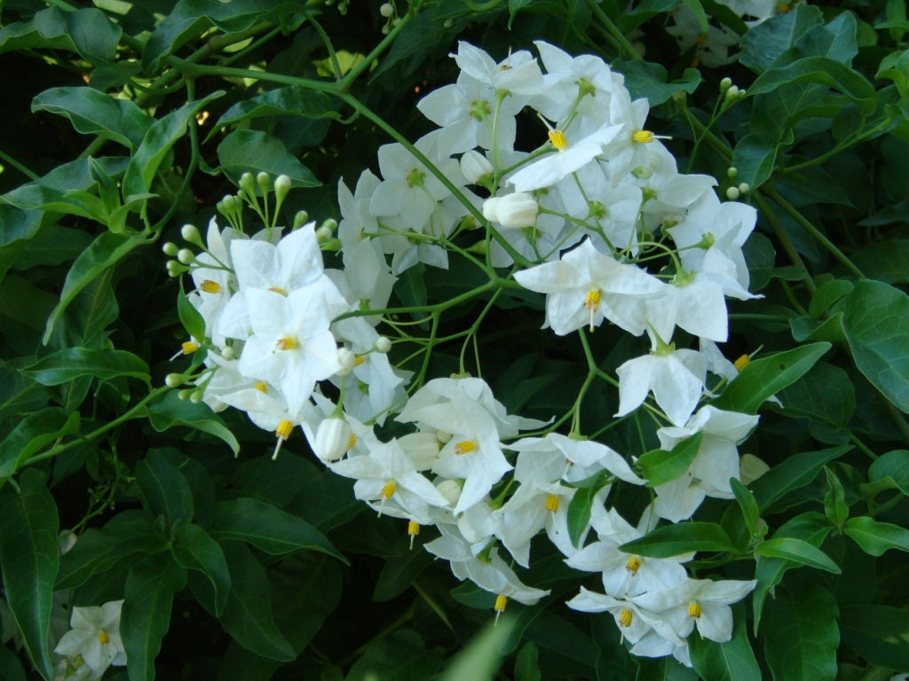 Potato Vine (Solanum Laxum) Flowering Creeper Live Plant