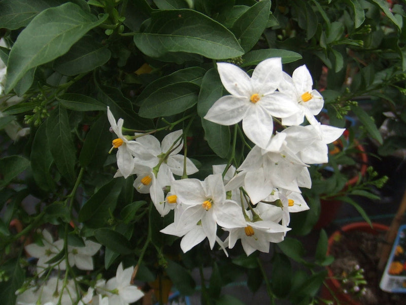 Potato Vine (Solanum Laxum) Flowering Creeper Live Plant