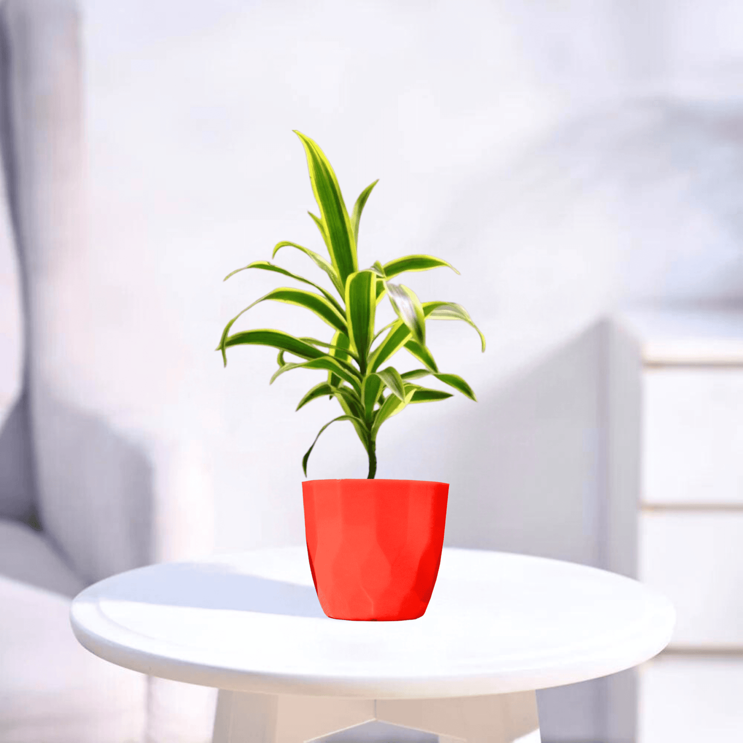 Song of India | Indoor Plant
