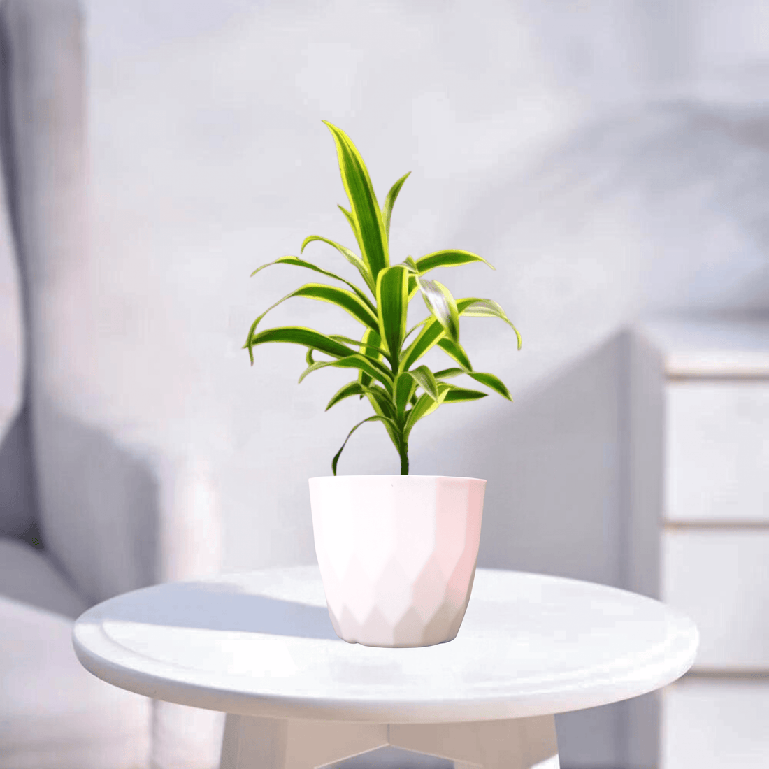 Song of India | Indoor Plant