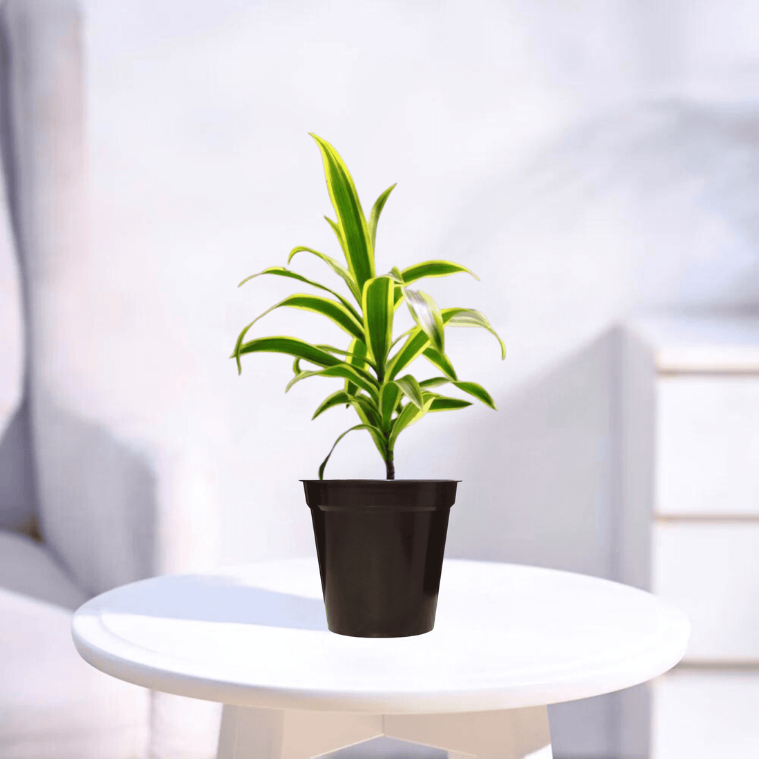 Song of India | Indoor Plant