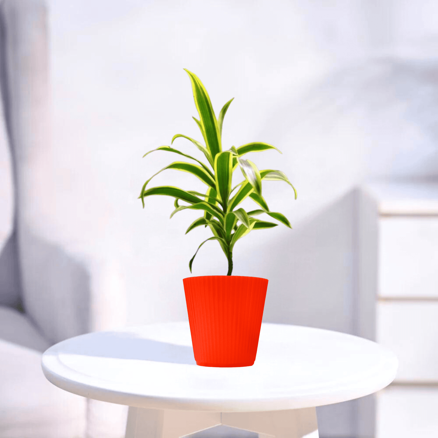 Song of India | Indoor Plant