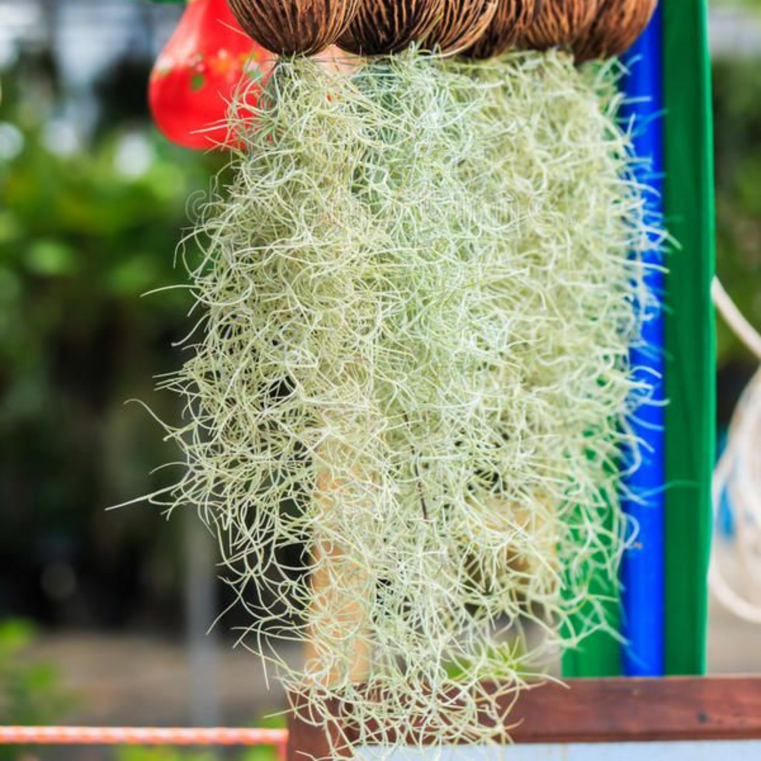 Spanish Moss (Tillandsia usneoides) Air Plant